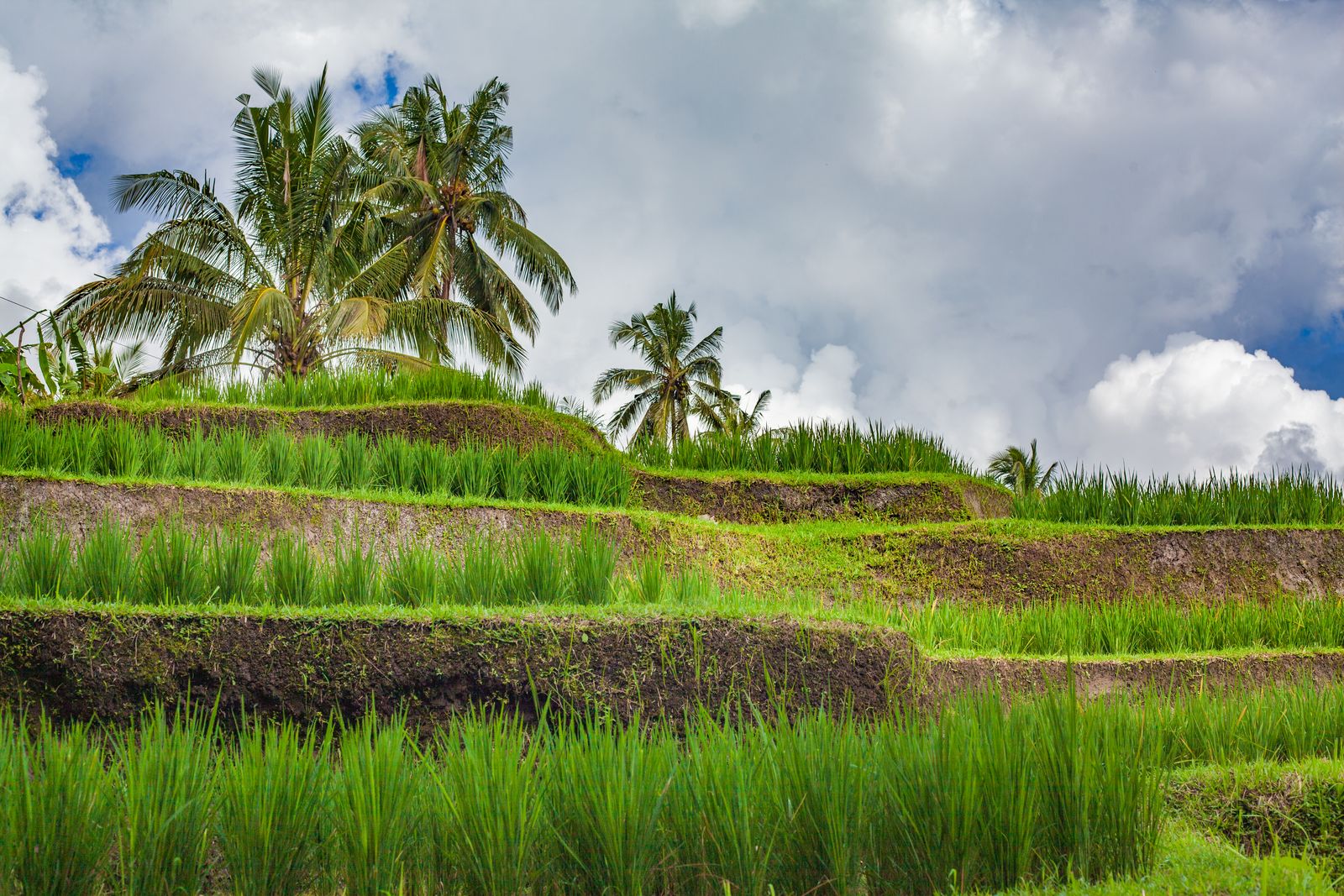Terraced rice fields and palms in the Bali highlands