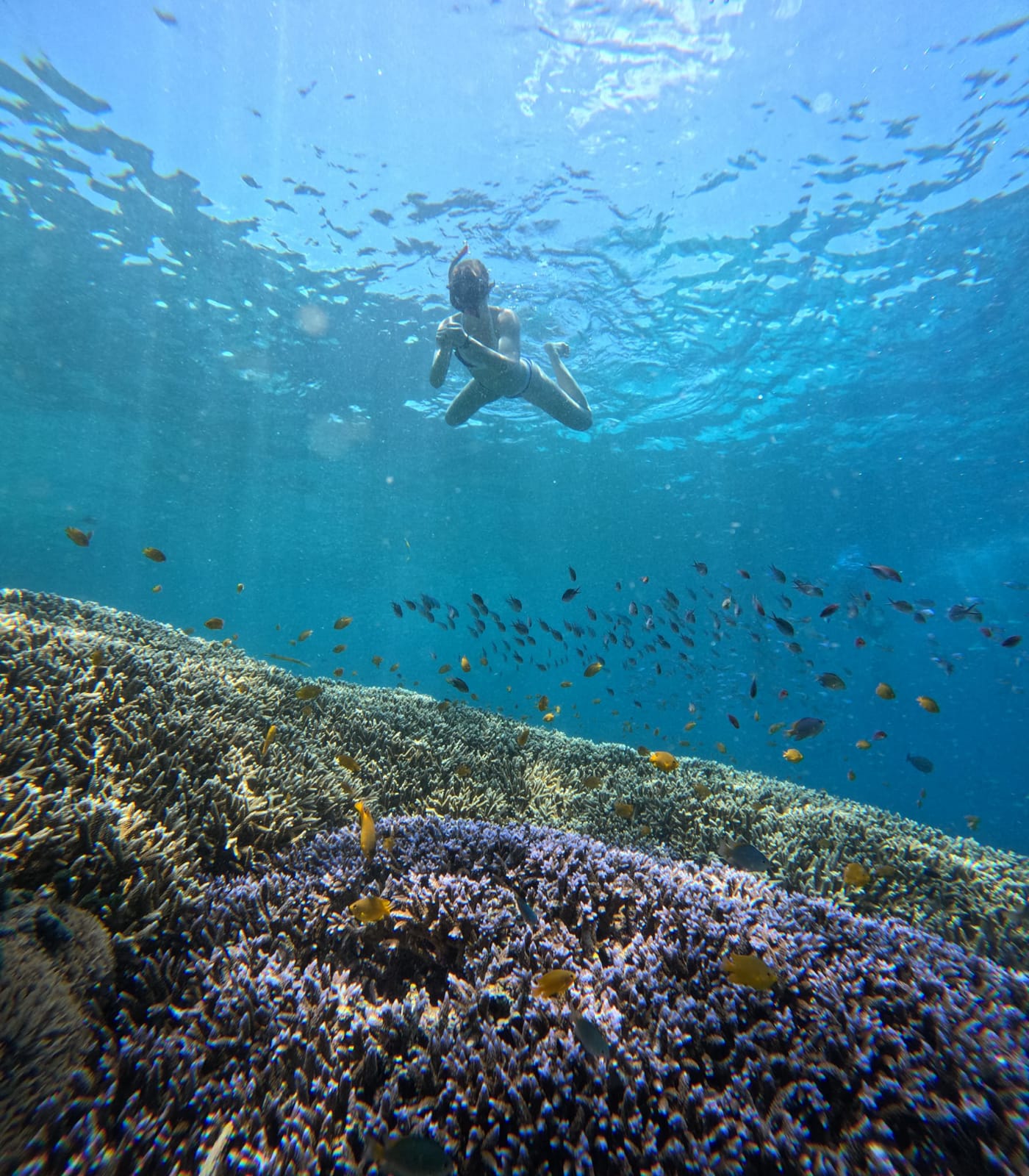 Snorkeller drifting over a coral garden full of reef fish
