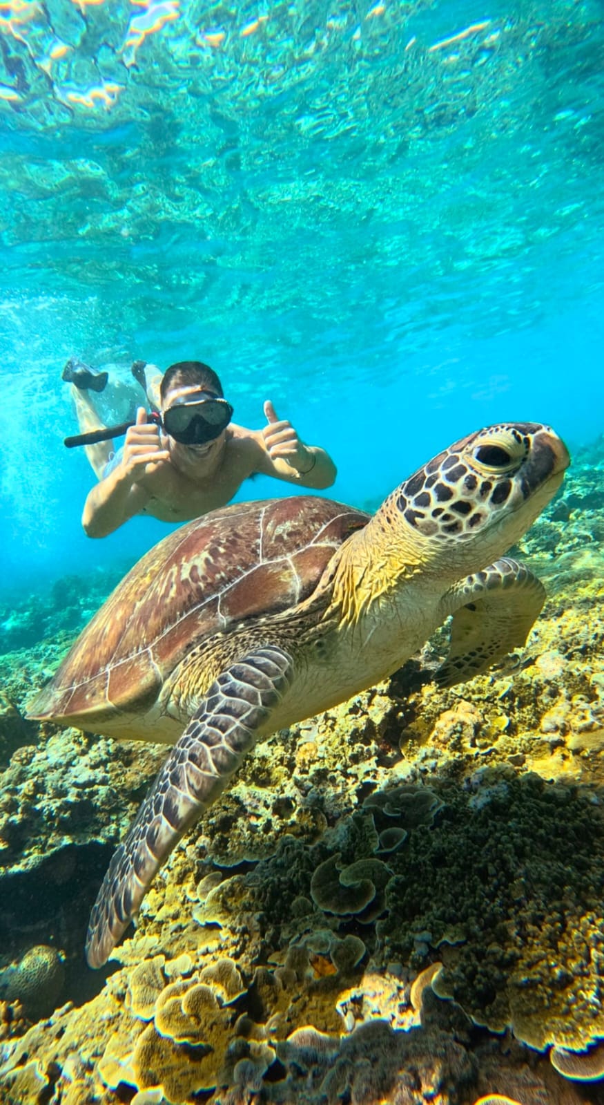 Guest snorkelling beside a green sea turtle over the reef
