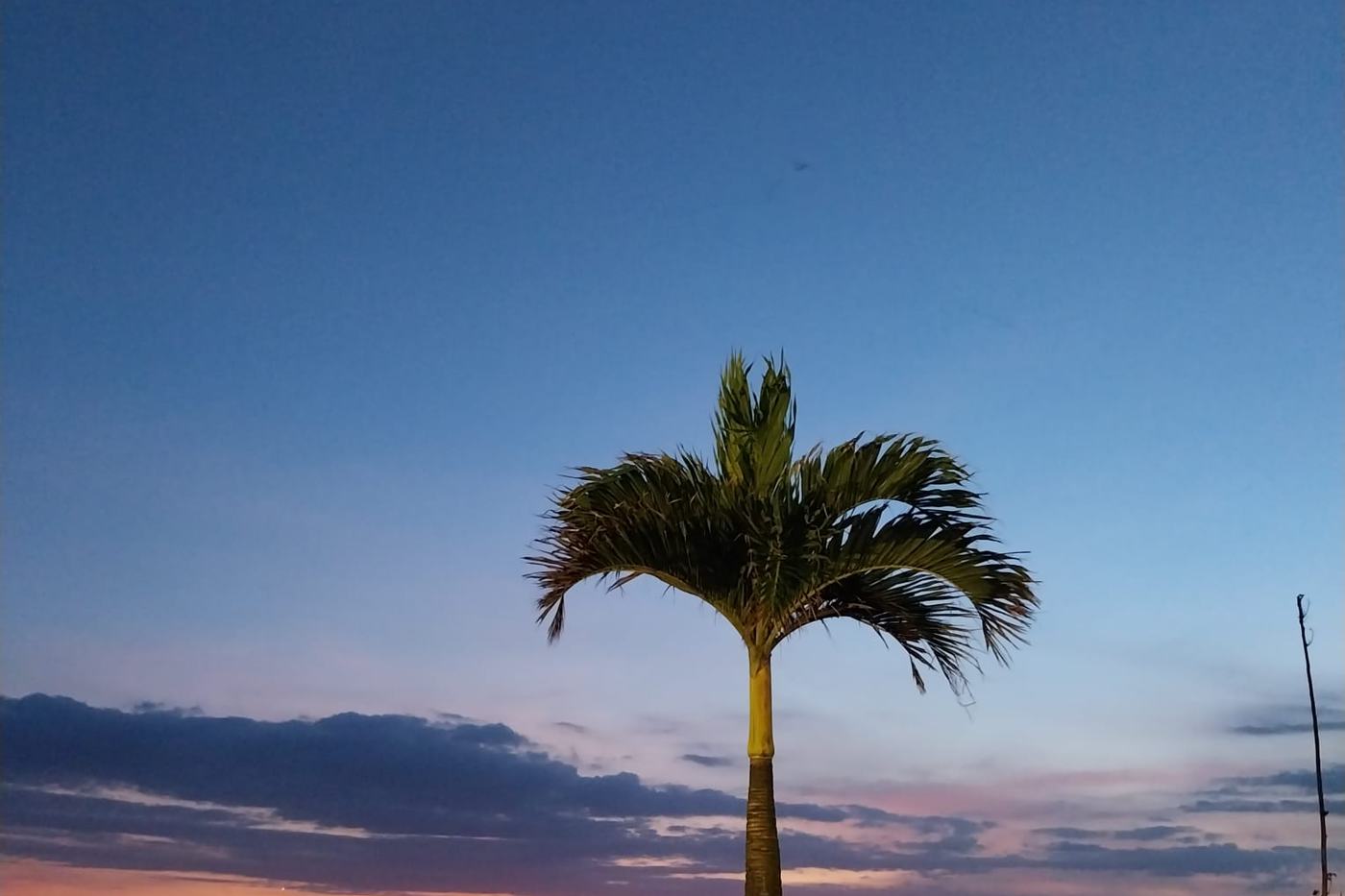Palm tree silhouetted against the sunset over the sea