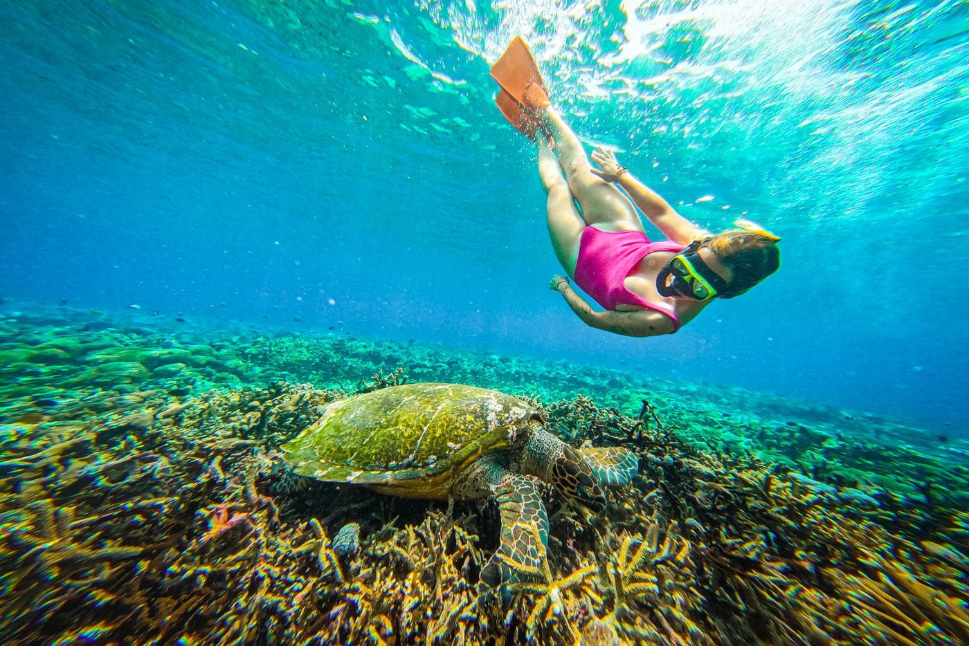 Snorkeller swimming just above a green sea turtle on the reef