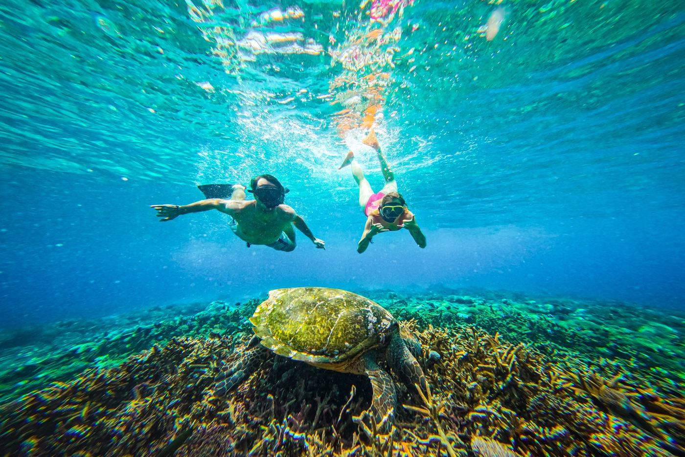 Two snorkellers watching a turtle graze the shallow reef