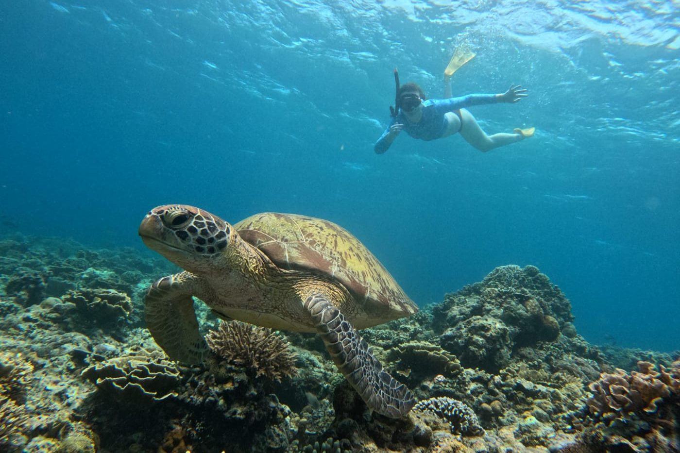 Green sea turtle on the reef with a snorkeller in the water above