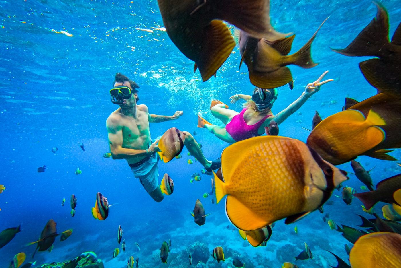 Snorkellers surrounded by a shoal of butterflyfish